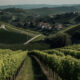 Piemonte, Piémont, vini, vite, vigne, viticoltura, uva, vignerons