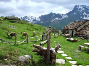 Il Parco nazionale del Gran Paradiso, le Parc du Grand Paradis (Renzo Guglielmetti Flemma)