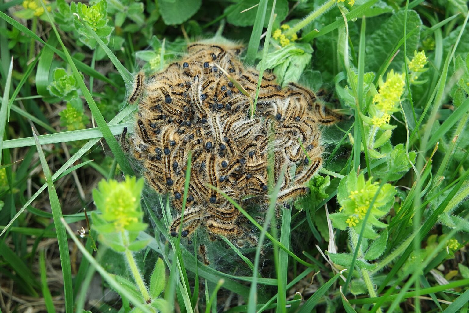 Processionaria, Noctuelle processionnaire (Wikipédia Commons)