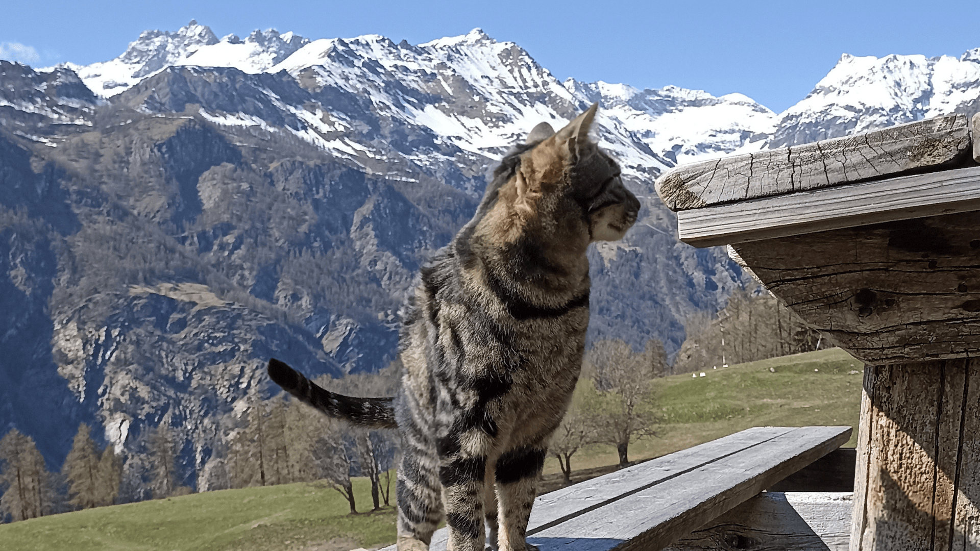 Un chat Aà Chamois, à l'occasion de la réouverture du four du village