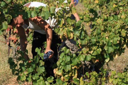 Vendanges en France Vendemmie in Francia/ CC BY SA Jean Louis Wikimedia Commons