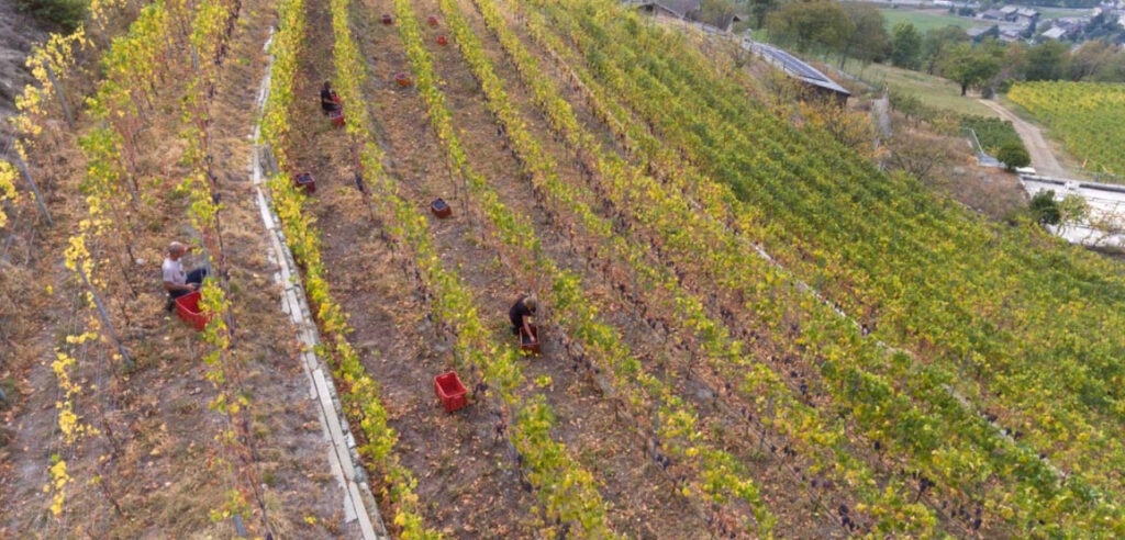 L’expérience dans les vignobles