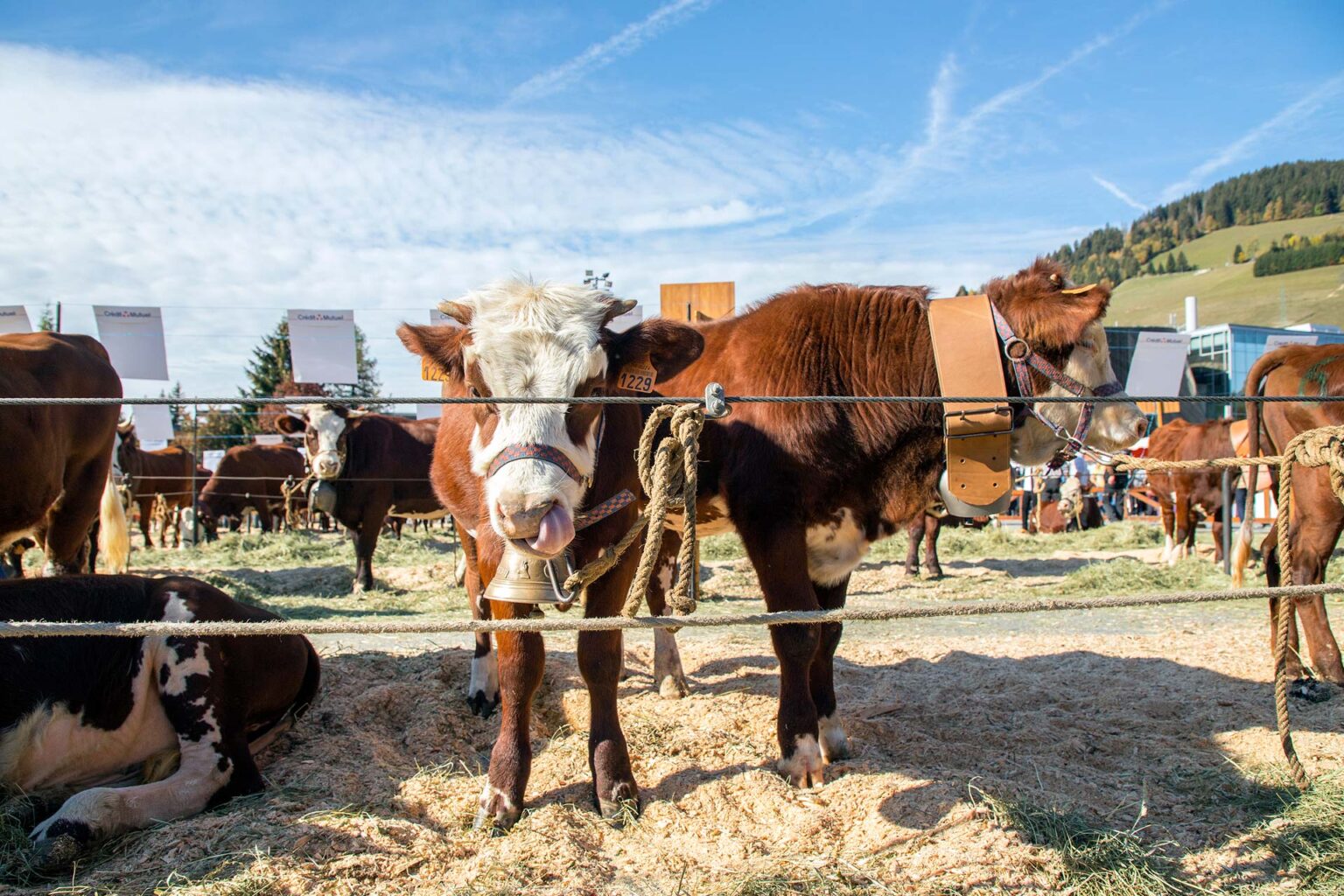 La 103ª edizione del Concorso agricolo della razza Abondance a Mevève, La 103ème édition du Concours agricole de la race Abondance à Megève ((c) Megève Tourisme)