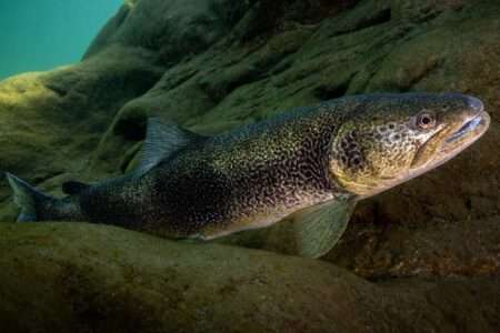 La battaglia della vita nel Po, “Il grande fiume” L’esposizione « Il grande fiume: biodiversità tra passato e futuro » a Torino; L’exposition « Le grand fleuve: biodiversité entre passé et futur » à Turin (c) Palazzo Madama
