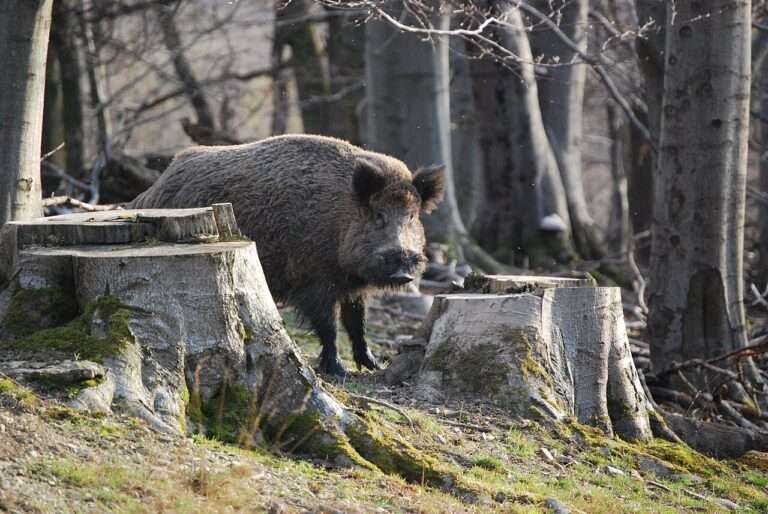 Sanglier - Cinghiale (c) CC BY SA 3_0 Qupix Animalia_UA Wikimedia Commons