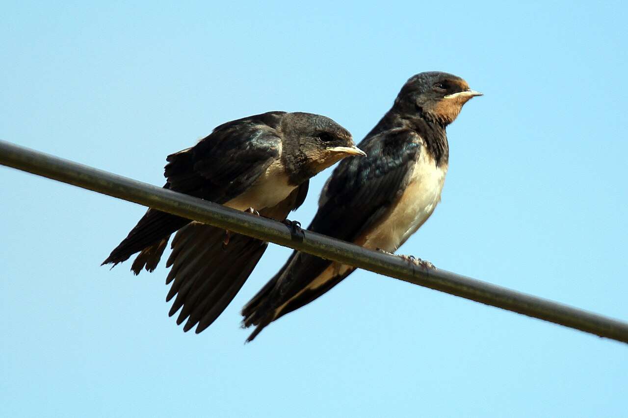 Hirondelles (c) CC BY 4.0 Hippolyte de Saint-Rambert, Wikimedia Commons