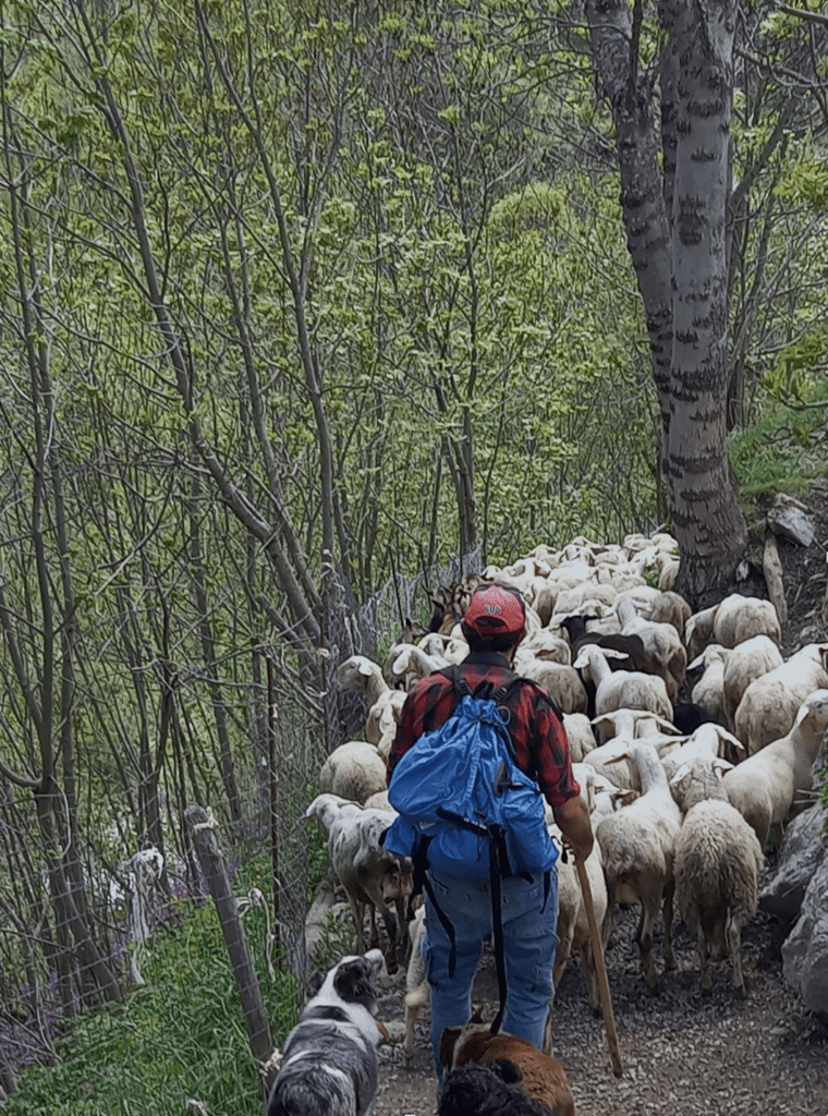 Un petit troupeau avec son berger descend le sentier à côté de l'église (13 mai 2025) (c) Anna Maria Colombo Nos Alpes