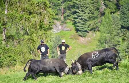 Vaches d'Hérens en combat à Nendaz. au Valais (c) CC BY SA 4_0 Jérémy Toma Wikimedia Commons
