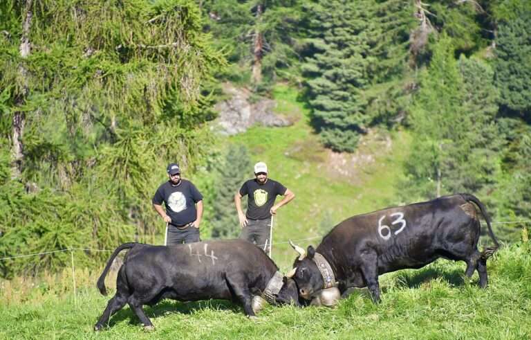 Vaches d'Hérens en combat à Nendaz. au Valais (c) CC BY SA 4_0 Jérémy Toma Wikimedia Commons