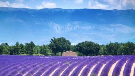 Valensole (C) CC1_0 RDLH Public Domain