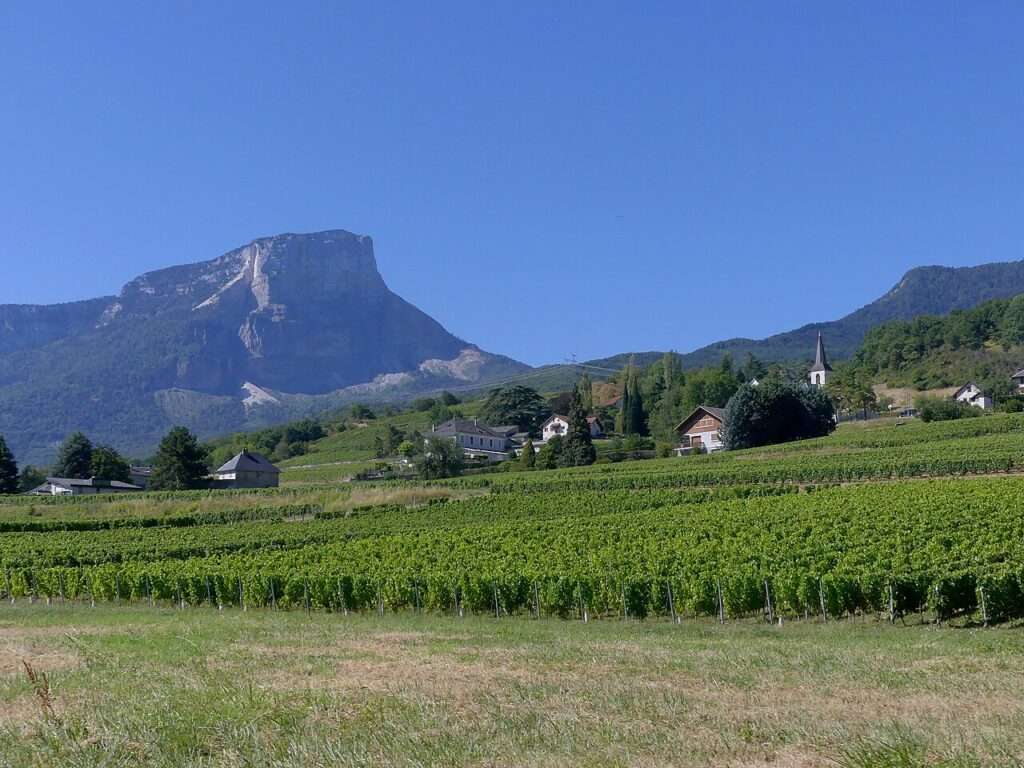 Vignobles d'apremont au pied du granier, en juillet 2020 (c) cc by sa 4 0 florian pépellin wikimedia commons