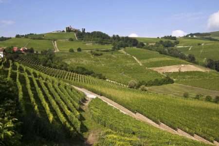 I vigneti in Piemonte e l'agricoltura di precisione Vignobles du Piémont et agriculture de précision(c) CC BY SA 3_0 Phalaenopsis Aphrodite Wikimedia Commons
