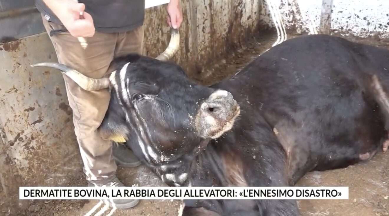 Dermatose nodulaire bovine (DNC), fromages bloqués, vaccinations