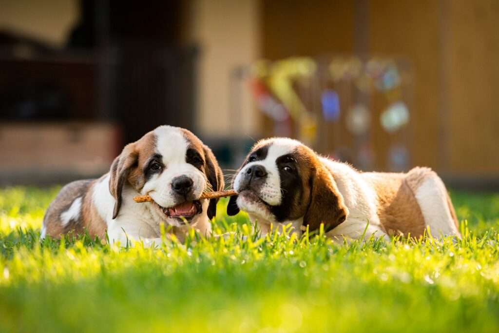 Les chiens (c) Fondation Barry