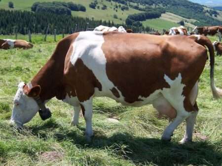 La Dermatose nodulaire bovine en en Savoie, Haute Savoie et en Sardaigne - la Dermatite nodulare bovina interessa la Savoia, l'Alta Savoia e la Sardegna (c) CC BY - SA 3_0 B Navez Wikimedia Commons