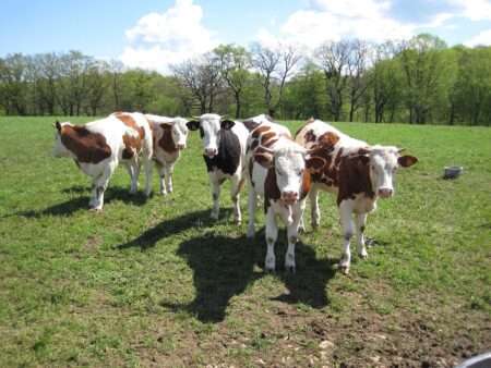 La dermatose bovine touche touche aussi des vaches Montbeliardes - La dermatite bovina interessa anche delle bovine Montbéliarde (c) CC BY SA 3_0 Arnaud 25 Wikimedia Commons