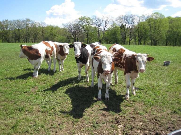 La dermatose bovine touche touche aussi des vaches Montbeliardes - La dermatite bovina interessa anche delle bovine Montbéliarde (c) CC BY SA 3_0 Arnaud 25 Wikimedia Commons