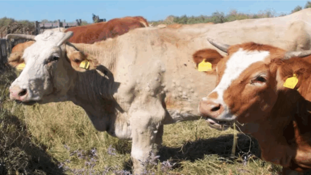 Alcuni capi colpiti dalla dermatite nodulare bovina in Sardegna- Des animaux atteints par la dermatose nodulaire bovine en Sardaigne (c) ASL Azienda Sanitaria Locale Nuoro