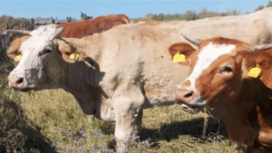 Alcuni capi colpiti dalla dermatite nodulare bovina in Sardegna- Des animaux atteints par la dermatose nodulaire bovine en Sardaigne (c) ASL Azienda Sanitaria Locale Nuoro