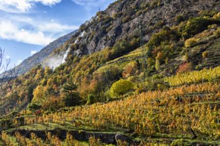 La viticoltura in Val di Susa, con i terrazzamenti - Viticulture en Vallée de Suse, avec le terrasses (c) Marco Cicchelli Nos Alpes