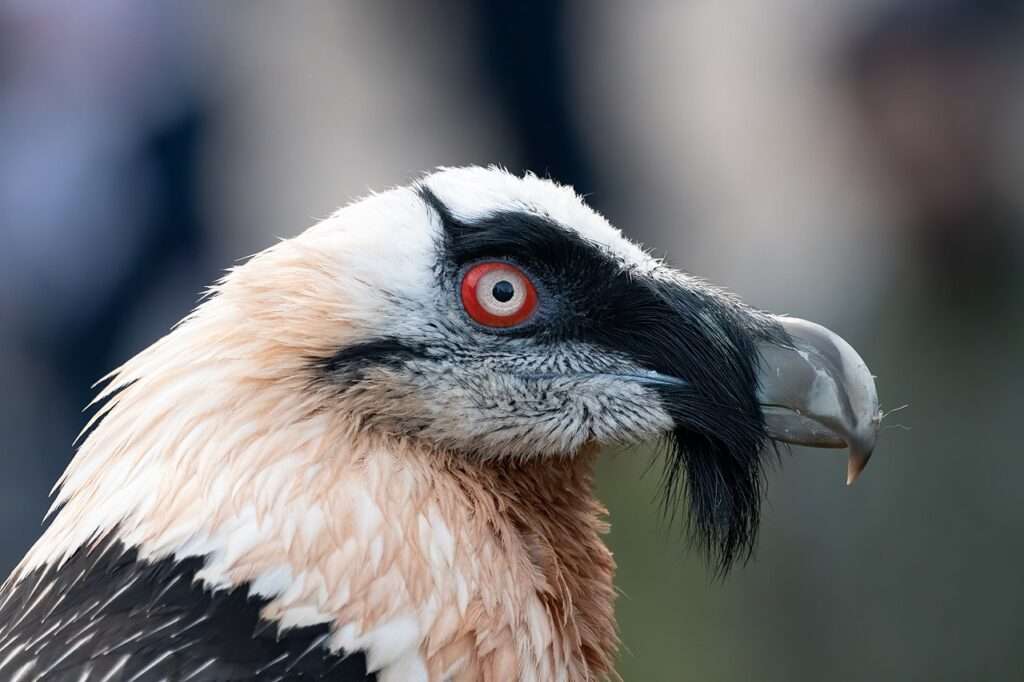 Le gypaète barbu il gipeto, gypaetus barbatus (c) cc by sa 4 0 chme82 wikimedia commons