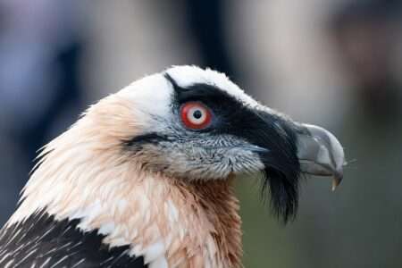 Le gypaète barbu il gipeto, gypaetus barbatus (c) cc by sa 4 0 chme82 wikimedia commons