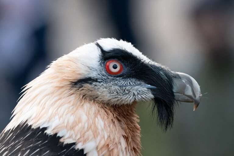 Le gypaète barbu il gipeto, gypaetus barbatus (c) cc by sa 4 0 chme82 wikimedia commons