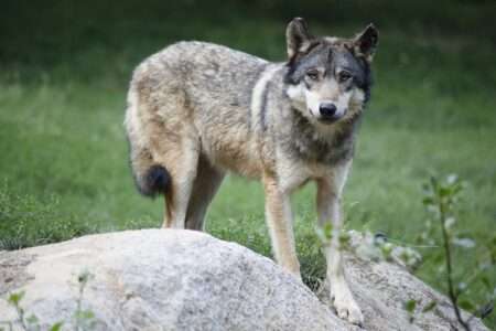 Loup gris - Lupo grigio (c) CC BY-SA 4_0 Dfrancou Wikimedia Commons