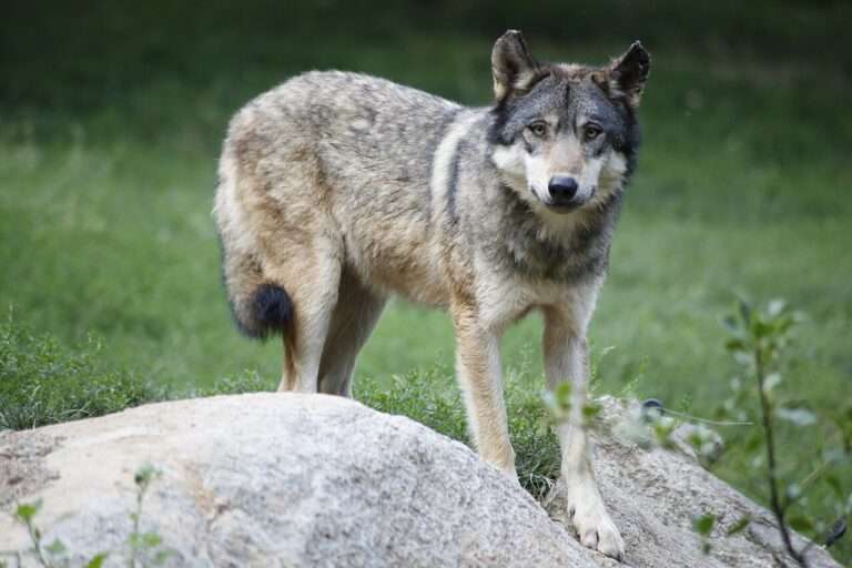 Loup gris - Lupo grigio (c) CC BY-SA 4_0 Dfrancou Wikimedia Commons