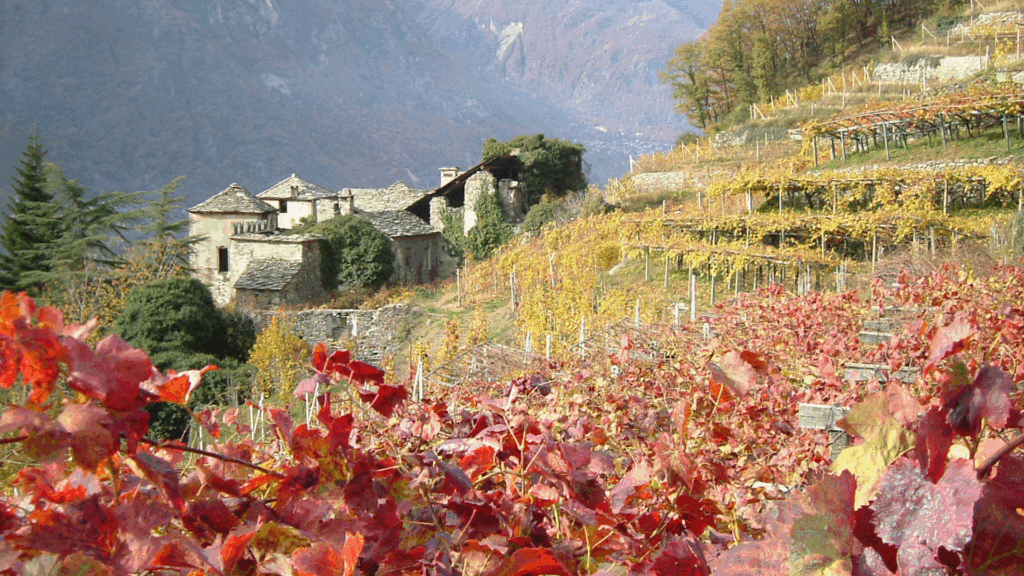 Des vignobles à Arnad, en Vallée d'Aoste (c) CERVIM