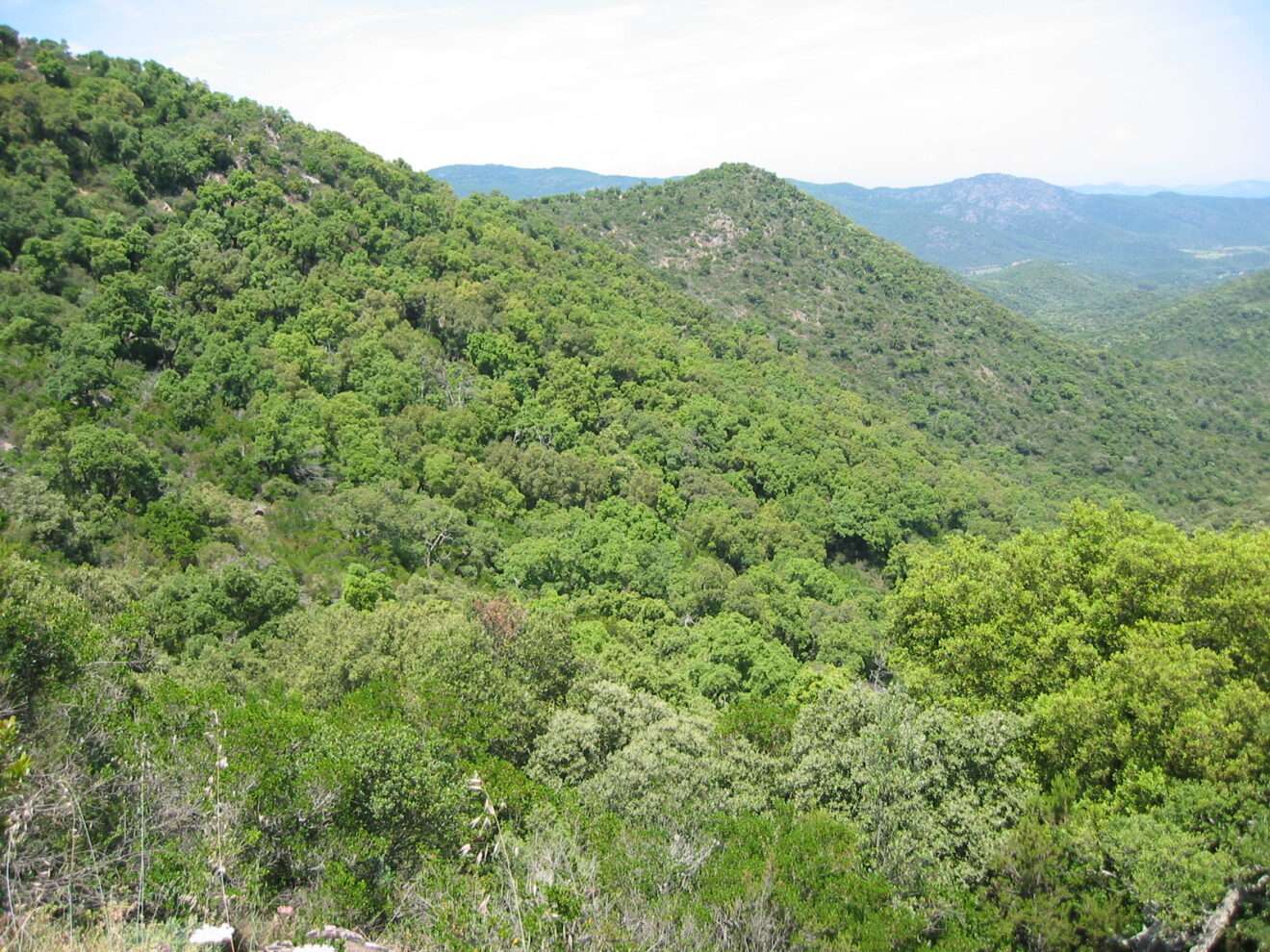 Il Parco naturale dei Maures-Estérel-Tanneron, Le Parc naturel des Maures-Estérel-Tanneron (c) CC BY-SA 3.0, Wikimedia Commons