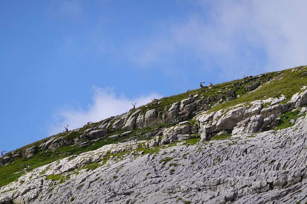 Bouquetins au désert de platé(c) cc by sa 2 0 guilhem vellut wikimedia commons
