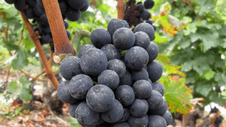 Cornalin (c) CC BY SA 4_0 Chelin Wikimedia Commons