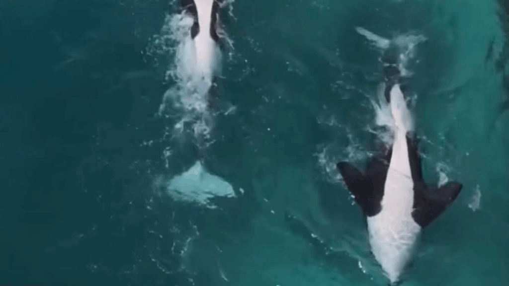 Le orche di Marineland, Les orques de Marineland (c) Seph Lawless