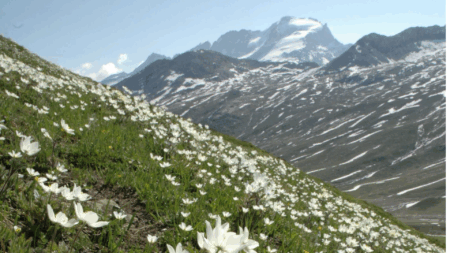 Un repertorio transfrontaliero per le piante spontanee, Un répertoire transfrontalier pour les plantes spontanées (c) CC BY-SA 4.0, CamDib, Wikimedia Commons