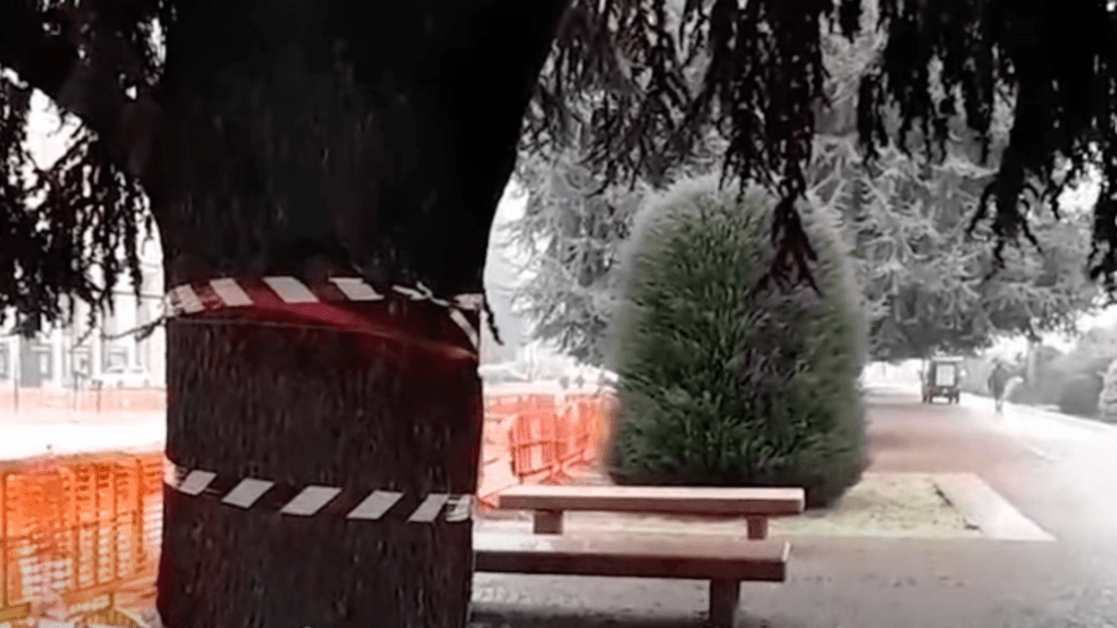 I Cedri di piazza Europa a Cuneo, all'epoca del cantiere che ne prevedeva il taglio (c) Comitato Sos Cedri Cuneo