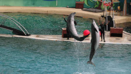 I delfini di Marineland, Les dauphins de Marineland (c) Public domain, Arnaud 25 & Jean Loup P, Wikimedia Commons