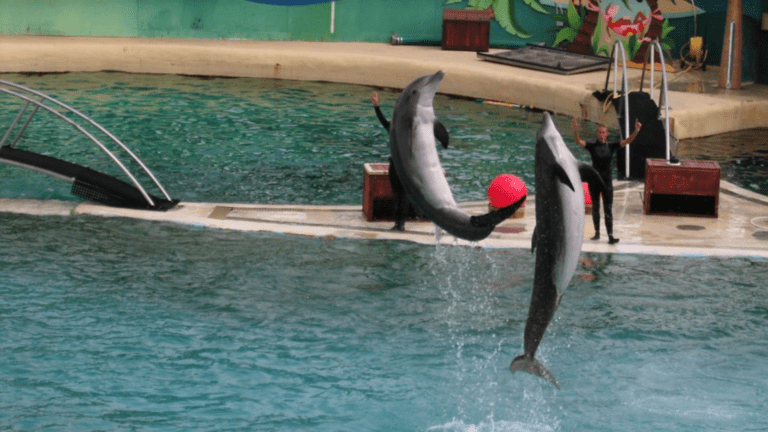I delfini di Marineland, Les dauphins de Marineland (c) Public domain, Arnaud 25 & Jean Loup P, Wikimedia Commons