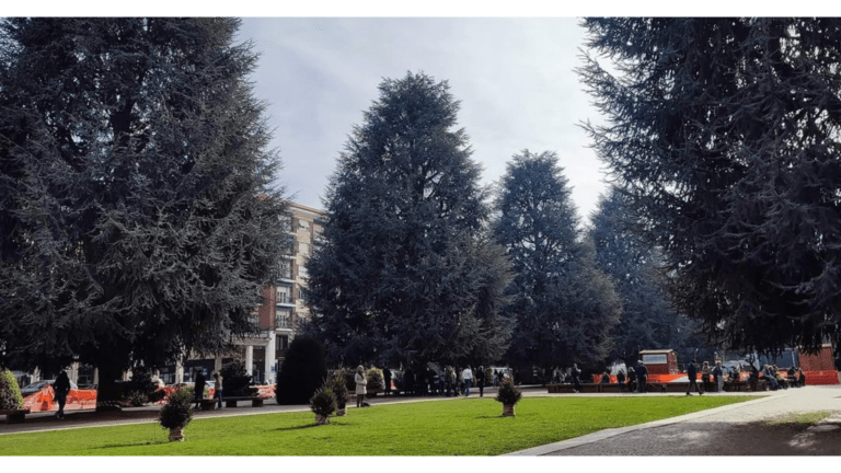 Piazza Europa con i cedri a Cuneo (c) Comitato Tutela Piazza Europa- Cuneo