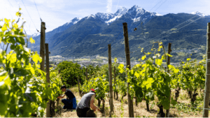 Ragazzi in vigna (c) NextAlpine