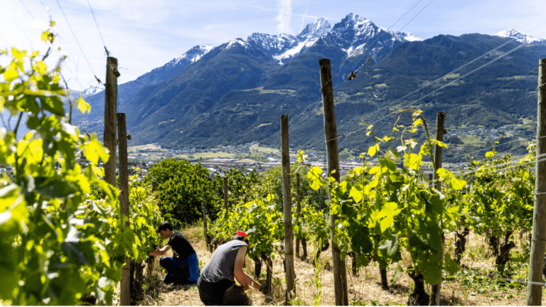 Ragazzi in vigna (c) NextAlpine