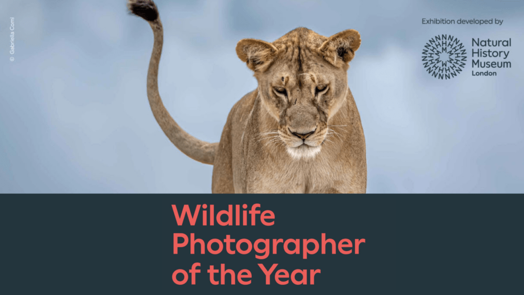 Wildlife Photographer of the Year, flyer