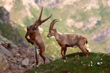 Uno stambecco, Un bouquetin (c) CC BY-SA 4.0, Luca Casale, Wikimedia Commons