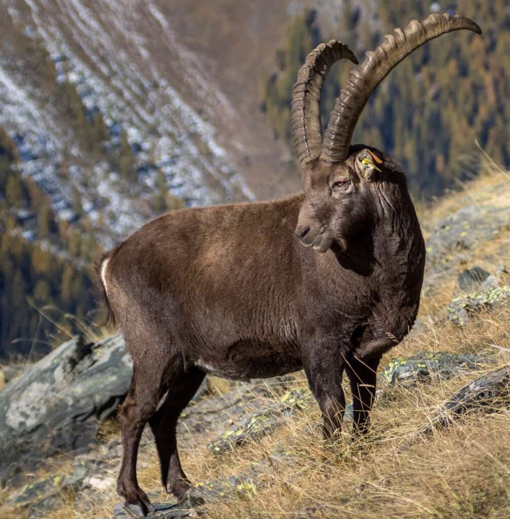 “Natura in evoluzione” porta la biodiversità del Parco del Gran Paradiso tra Piemonte e Valle d’Aosta Uno stambecco a Valsavarenche / Un bouquetin à Valsavarenche (c) Fulvio Spada CC-BY-SA 2.0