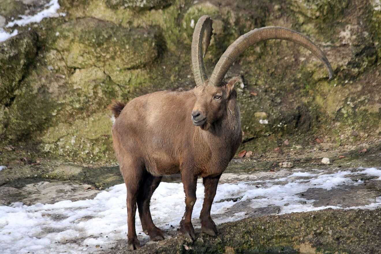 Caccia allo stambecco, Chasse au bouquetin (c) CC BY-SA 3.0, Manfred Werner - Tsui, Wikimedia Commons