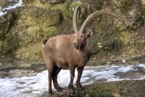 Caccia allo stambecco, Chasse au bouquetin (c) CC BY-SA 3.0, Manfred Werner - Tsui, Wikimedia Commons