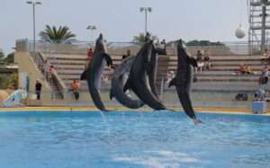 I delfini di Marineland, Les dauphins de Marineland (c) CC BY-SA 2.0, Andreas Ahrens, Wikimedia Commons