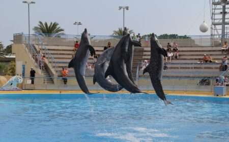 Les dauphins de Marineland prêts à être transférés en Espagne I delfini di Marineland, Les dauphins de Marineland (c) CC BY-SA 2.0, Andreas Ahrens, Wikimedia Commons