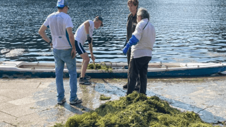 L'alga Elodea recuperata nel Po, nel tratto di Torino, come rilevata nel 2022 (c) Arpa Piemonte