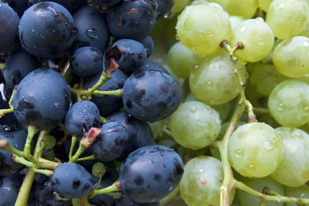 La crisi del vino in Piemonte, La crise du vin dans le Piémont (c) CC BY-SA 4.0, Vyacheslav Argenberg, Wikimedia Commons
